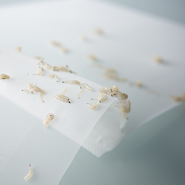 Larvae 200