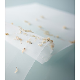 Larvae 100
